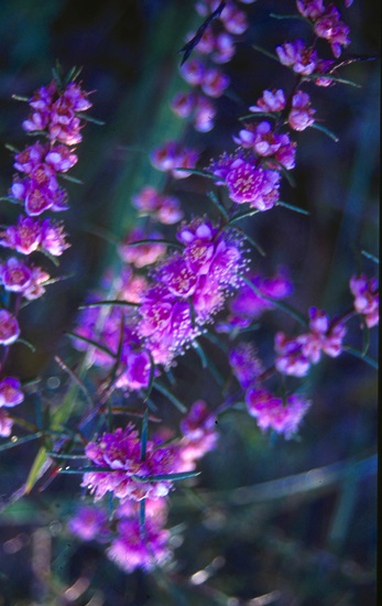 hypocalymma robustum