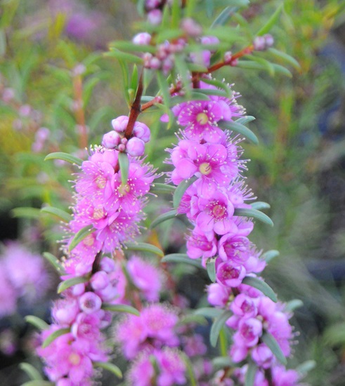 hypocalymma robustum