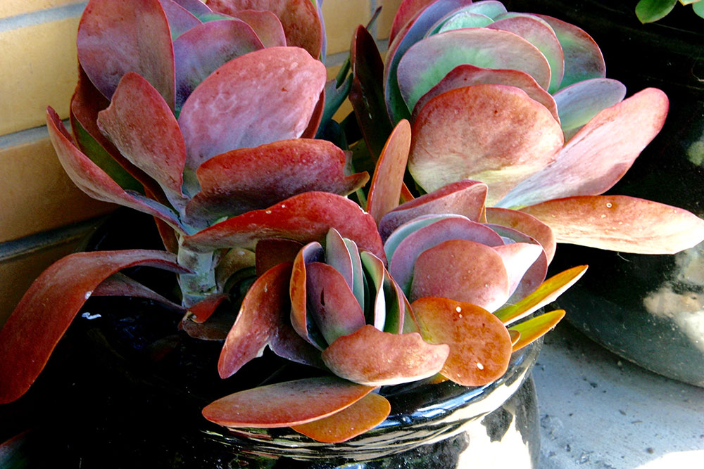 kalanchoe thyrsiflora