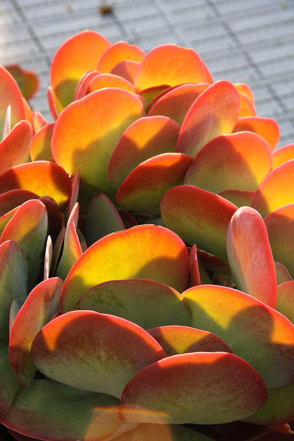 kalanchoe thyrsiflora
