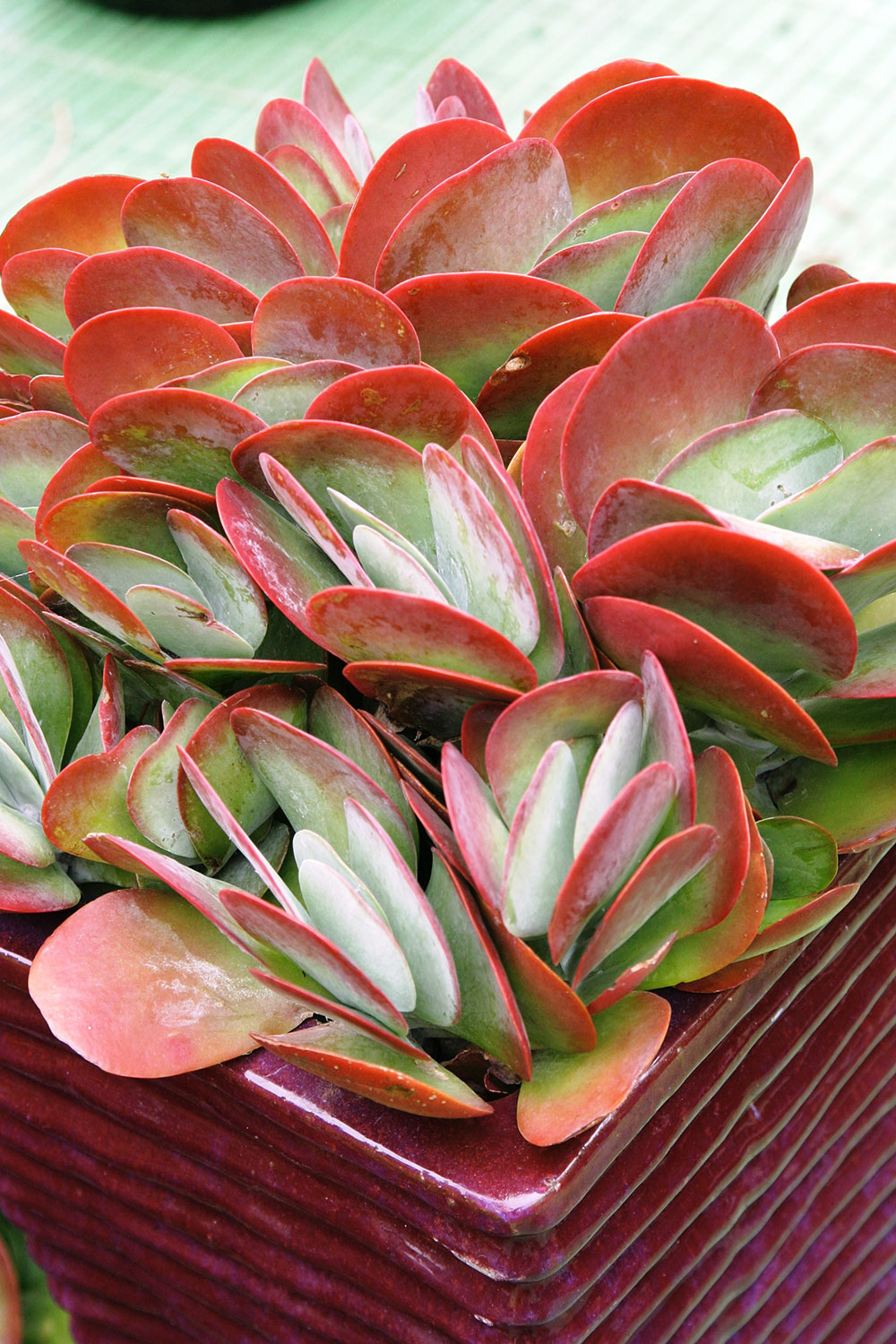 kalanchoe thyrsiflora