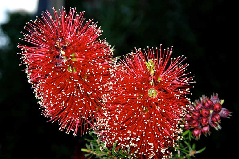 kunzea baxteri