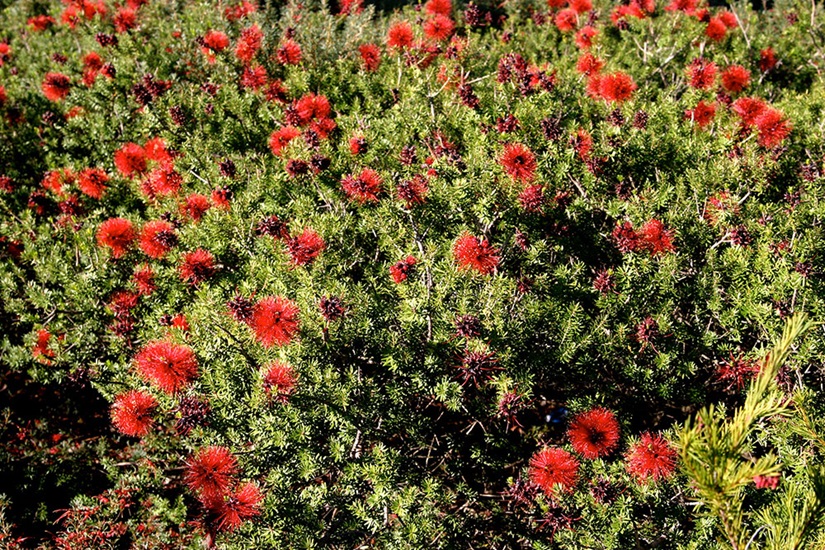 kunzea baxteri