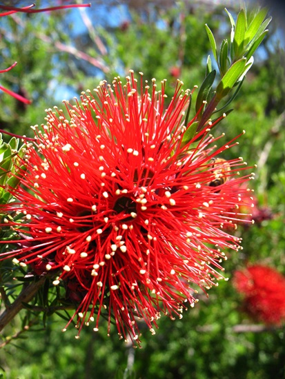 kunzea baxteri