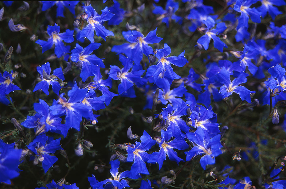 lechnaultia biloba