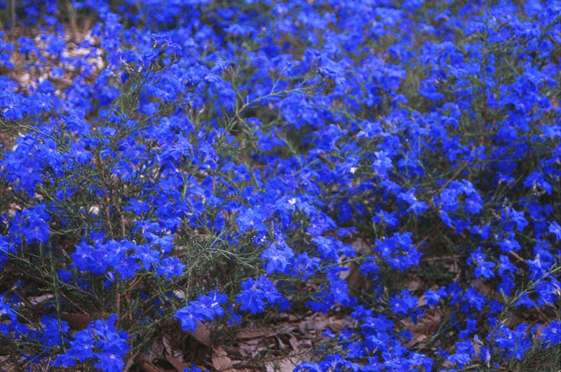 lechnaultia biloba