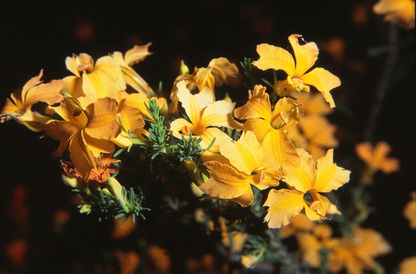 lechnaultia formosa