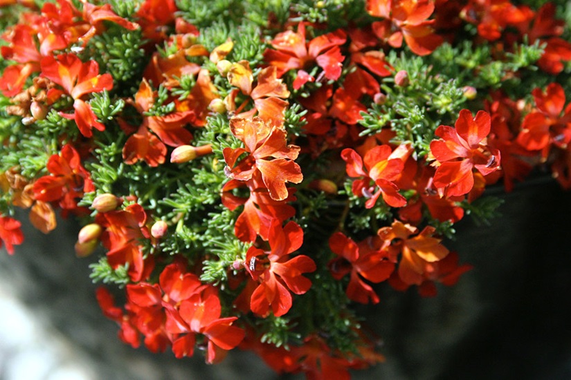 lechnaultia formosa