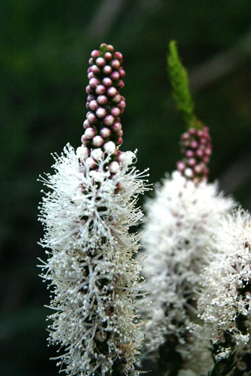 melaleuca huegelii