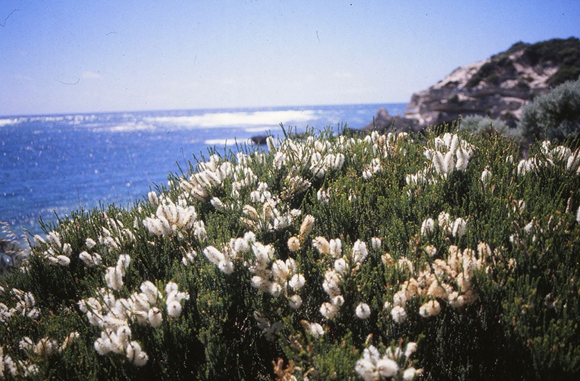 melaleuca huegelii02