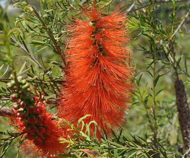 melaleuca lateritia