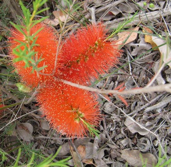 melaleuca lateritia