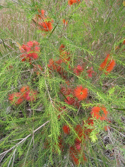melaleuca lateritia