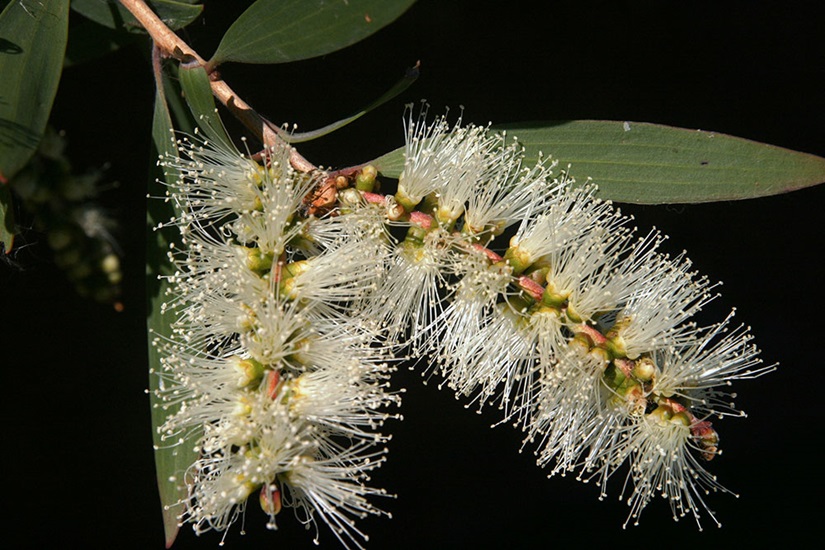 melaleuca leucadendra