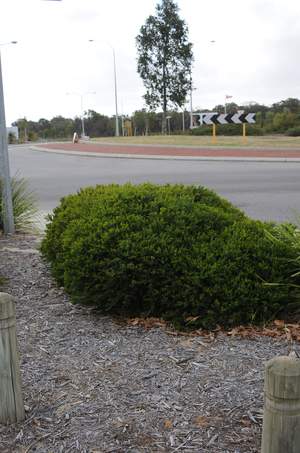 melaleuca littlenessie