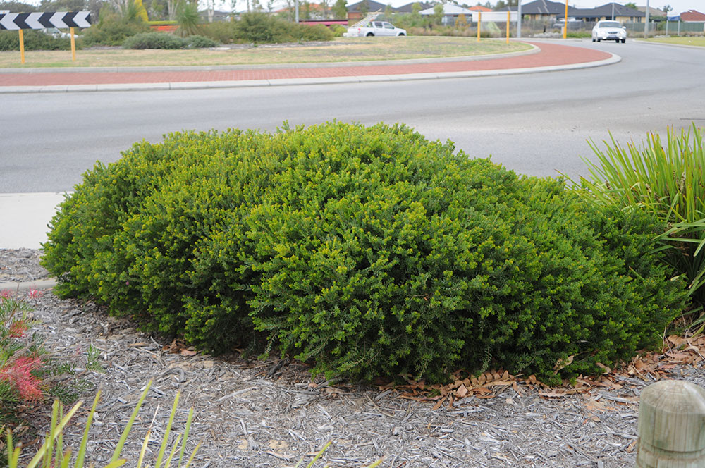 melaleuca littlenessie