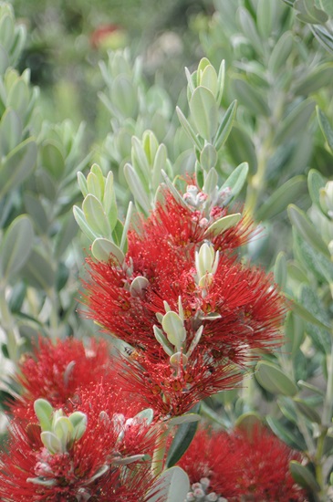 metrosideros excelsa