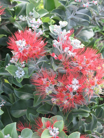 metrosideros excelsa