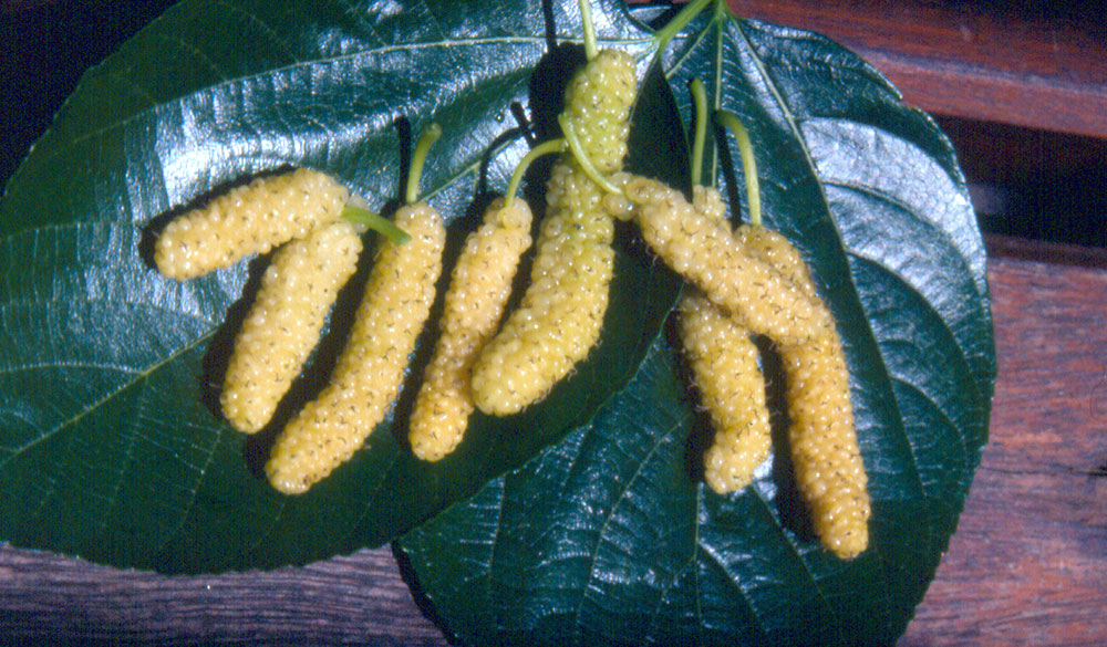 morus shatoot mulberry