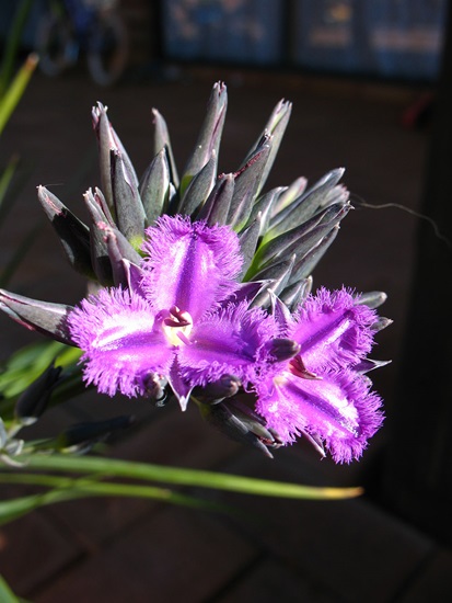 multiflorus