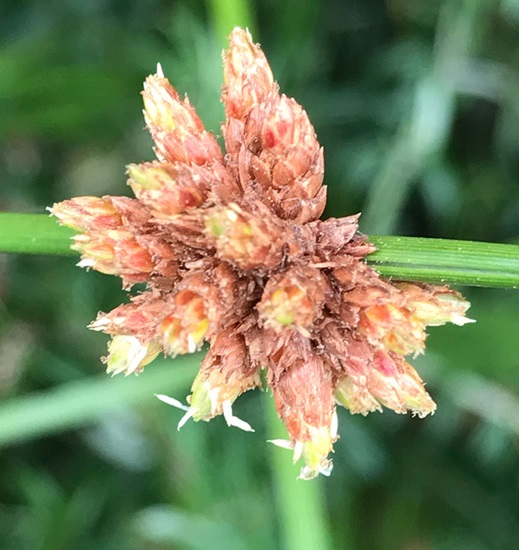 nodosa