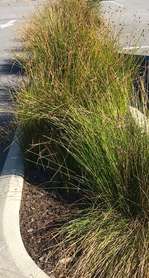 nodosa