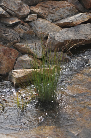 nodosa