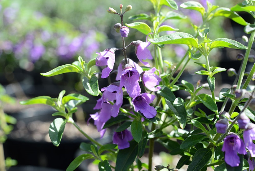 ovalifolia