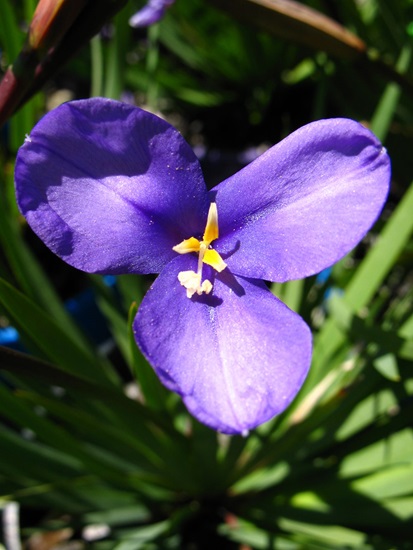 patersonia occidentalis