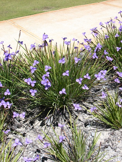 patersonia occidentalis