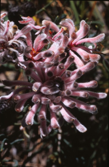 petrophile linearis