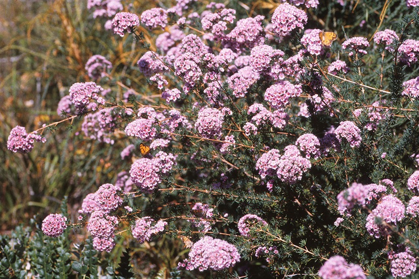 Plumosa