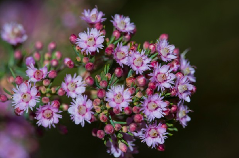Verticordia Plumosa Verticordia Plumosa