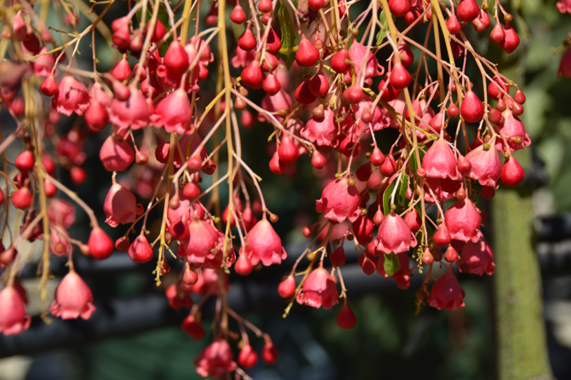 Populeneus acerifolius
