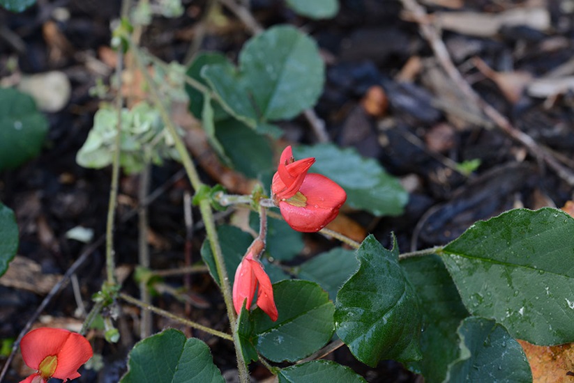 prostrata