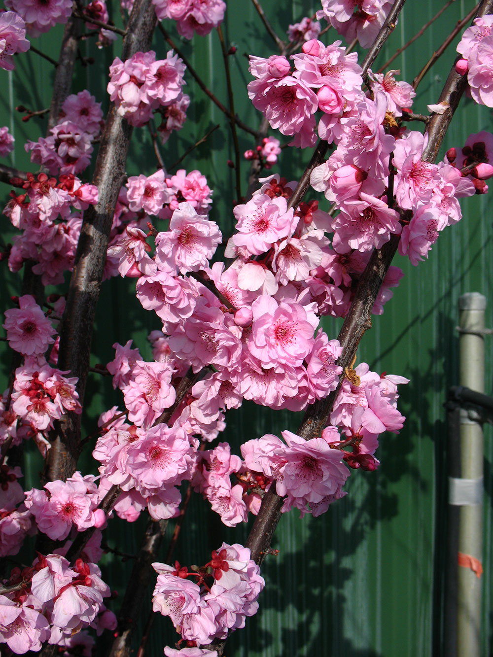 Waterwise Plant Details