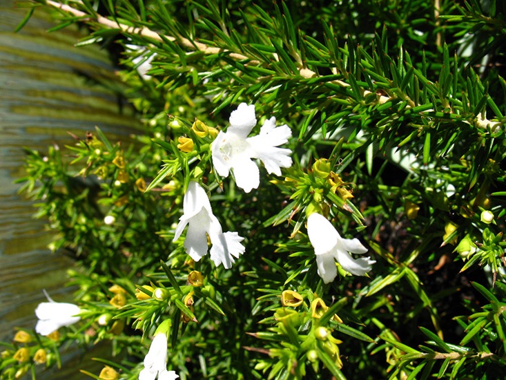 pungens hemiandra