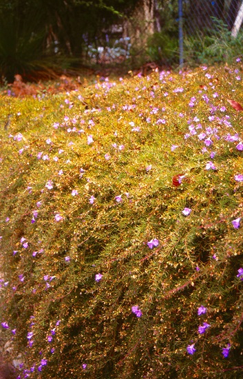 pungens hemiandra