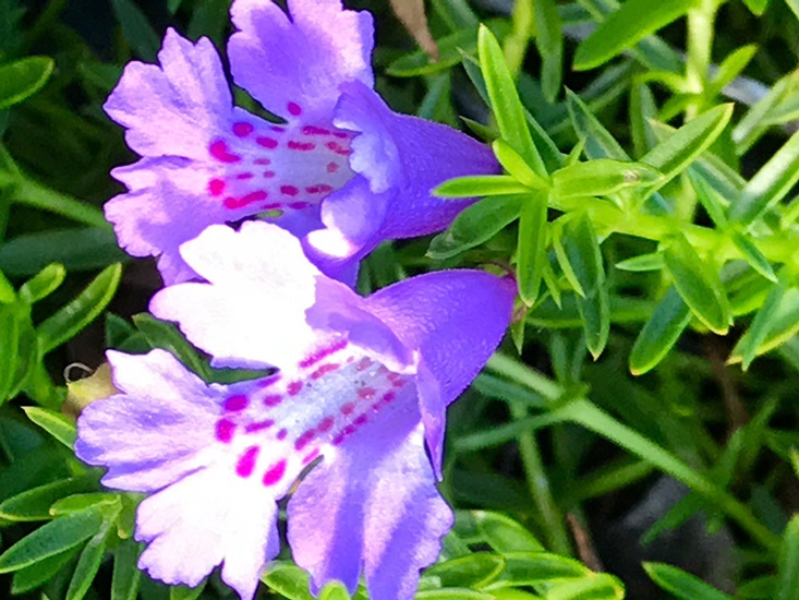pungens hemiandra