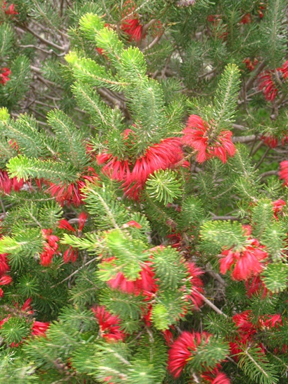 Calothamnus quadrifidus and Cultivars