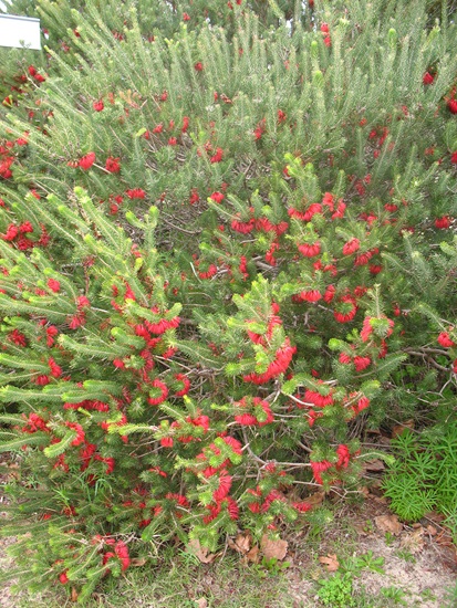 Calothamnus quadrifidus and Cultivars