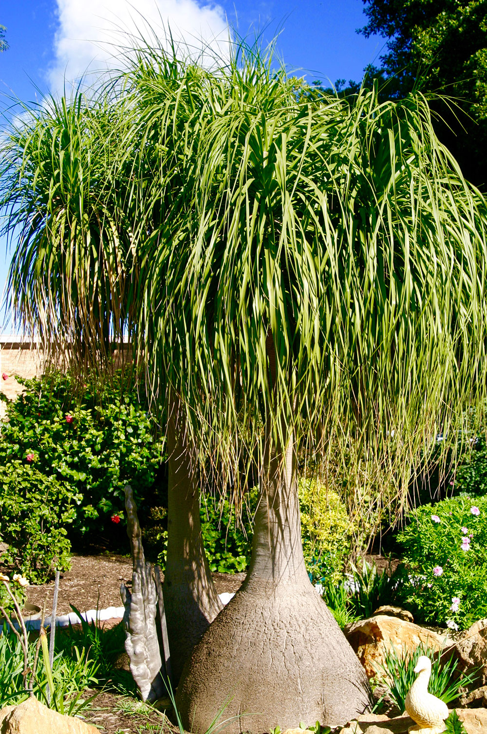 Beaucarnea recurvata