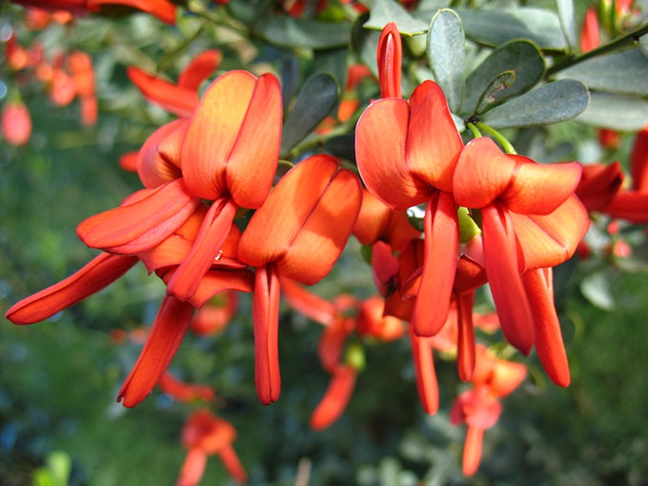 retusa