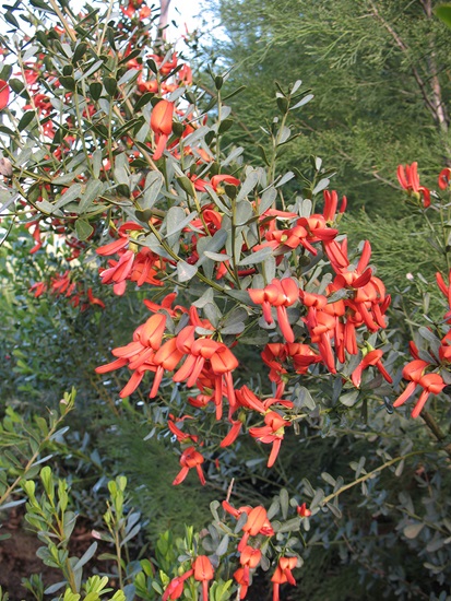retusa