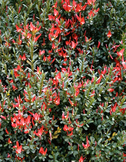 retusa