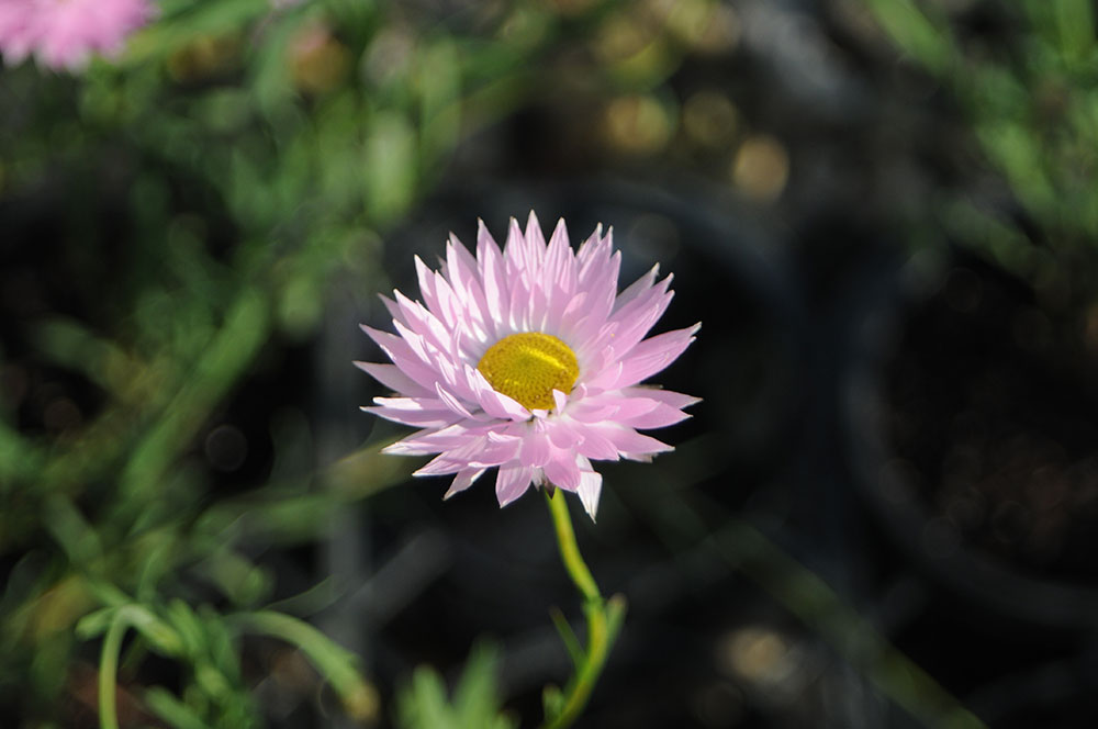 rhodanthe chlorocephala