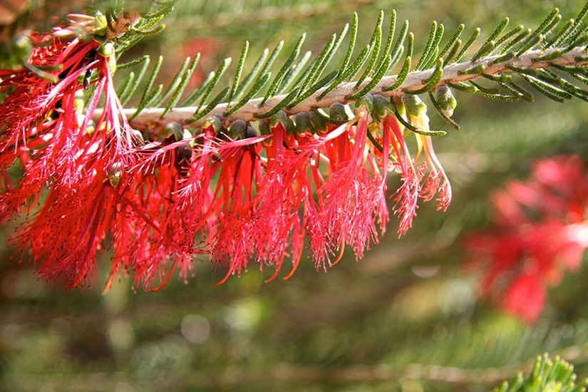 Calothamnus sanguineus