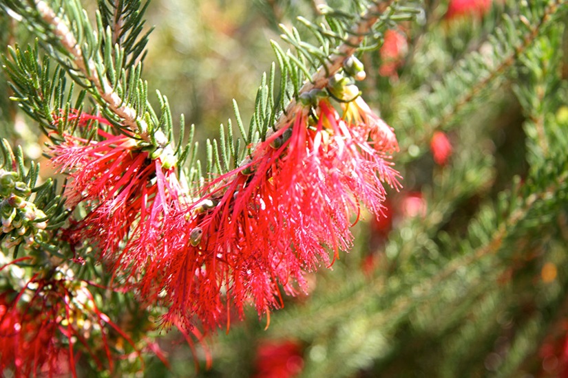 Calothamnus sanguineus