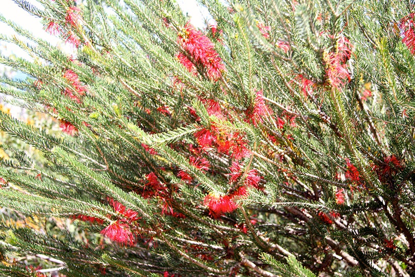 Calothamnus sanguineus