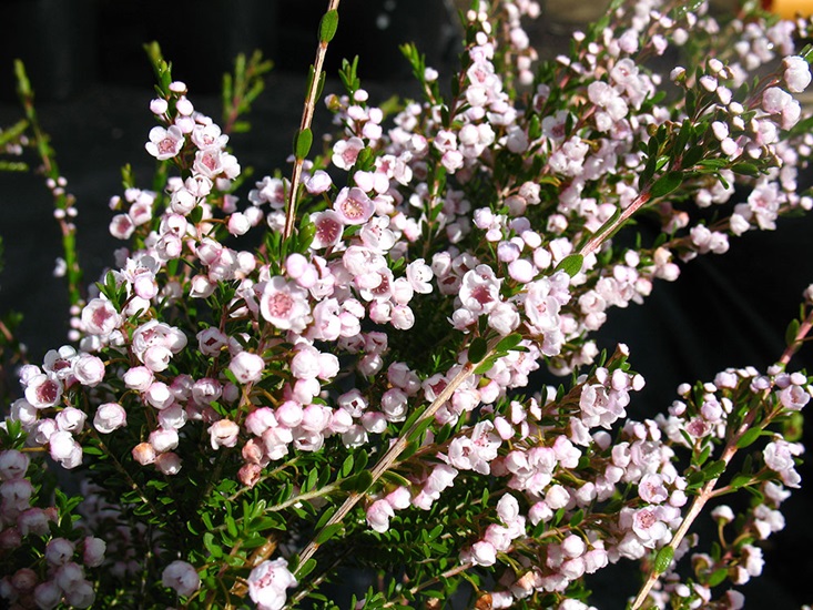 saxicola